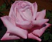 unknow artist Realistic Pink Rose Germany oil painting artist